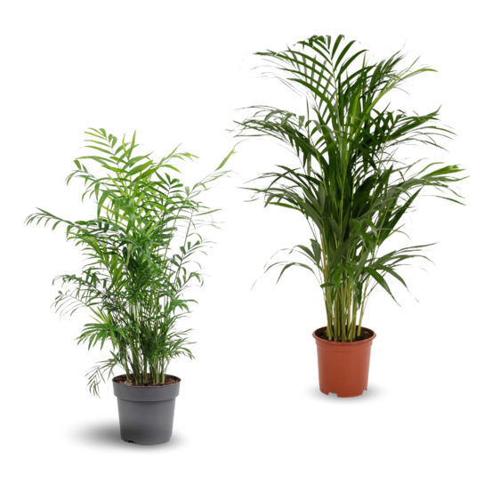 2x mélange de plantes d'intérieur - chamaedorea - areca - palmier d'intérieur - Lot de 2 - ↕ 70-80 cm - ⌀ 17 cm - purificateur d'air