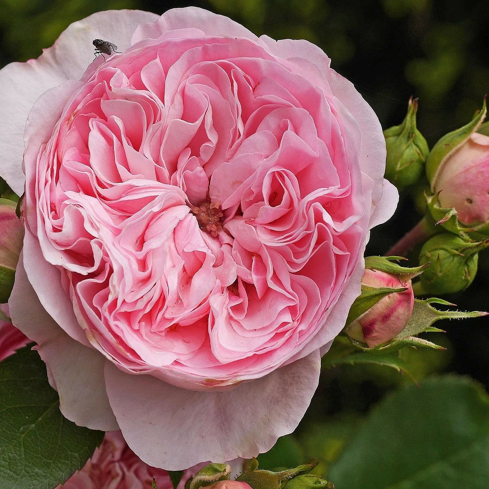 Rosier arbustif ragazza® 'adalekov' pot de 5l - touffe