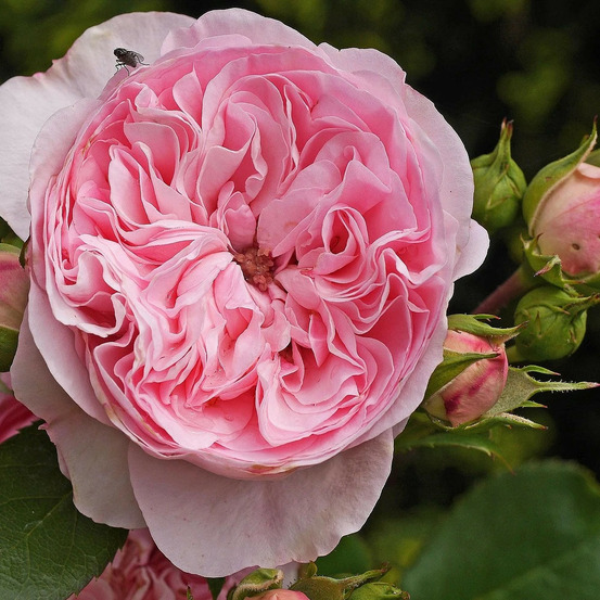 Rosier arbustif ragazza® 'adalekov' pot de 5l - touffe