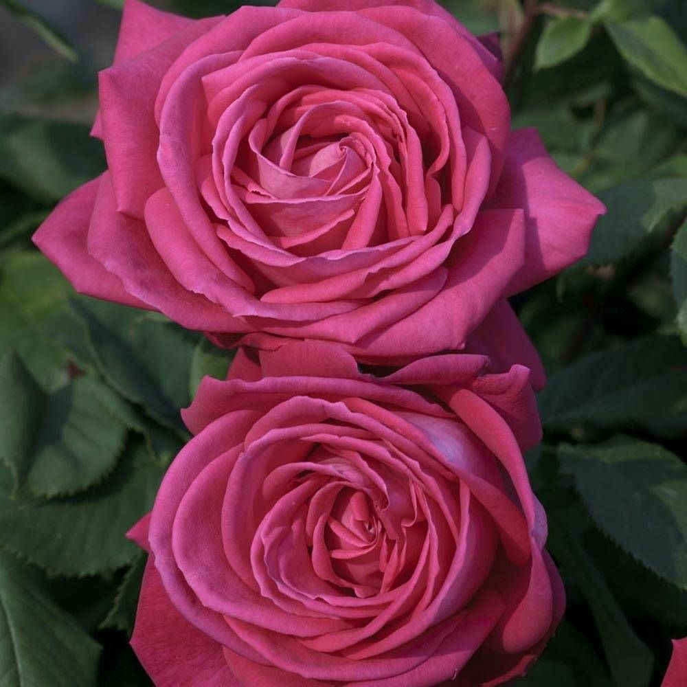 Rosier grimpant lolita lempicka® 'meizincarosar' pot de 5l