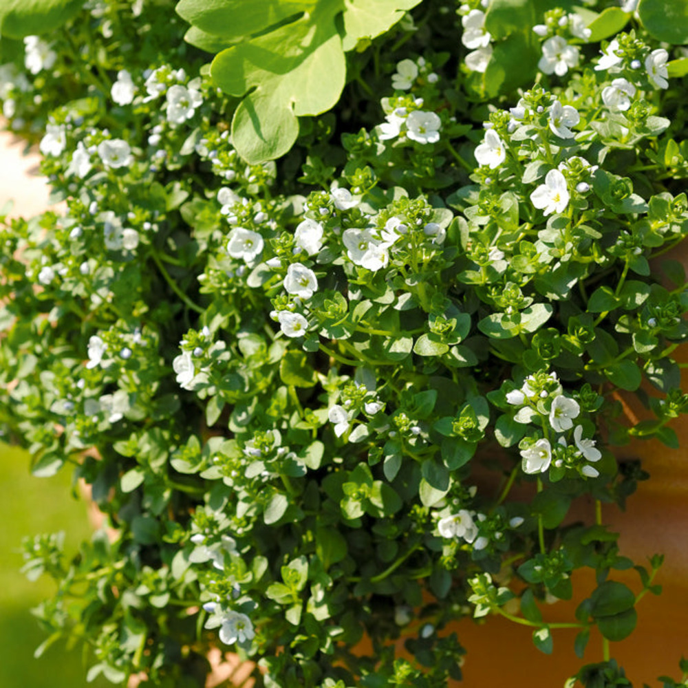 Véronique rampante - le pot / ø 9cm, vendu par lot de 2