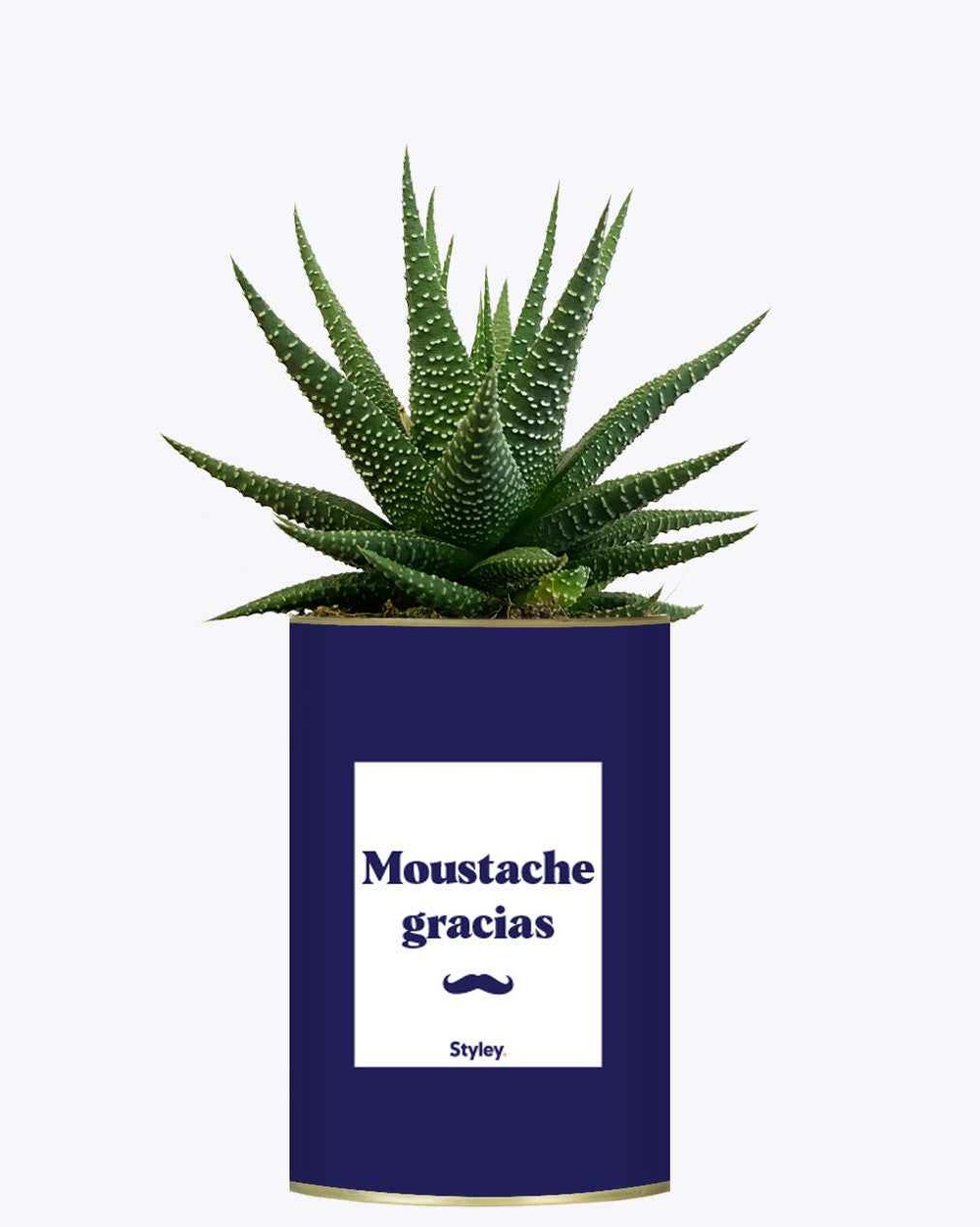 Idée cadeau - moustache gracias - cactus