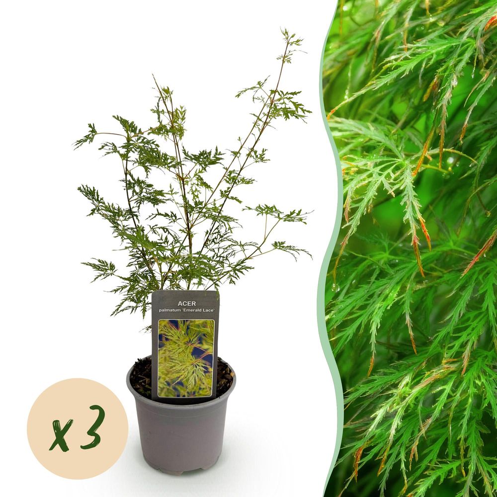 Érable du japon 'emerald lace' - lot de 3 - pot 12 cm - hauteur 35 cm - plante d'extérieur