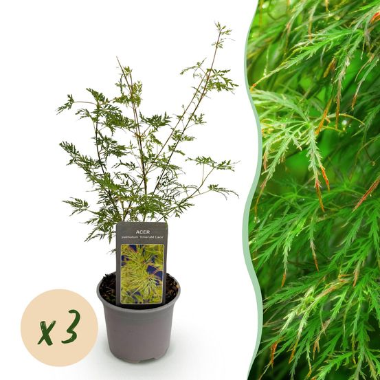 Érable du japon 'emerald lace' - lot de 3 - pot 12 cm - hauteur 35 cm - plante d'extérieur