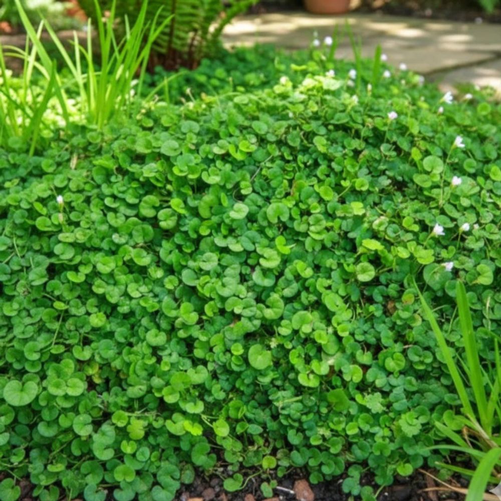 Dichondra repens godet - 5/20 cm