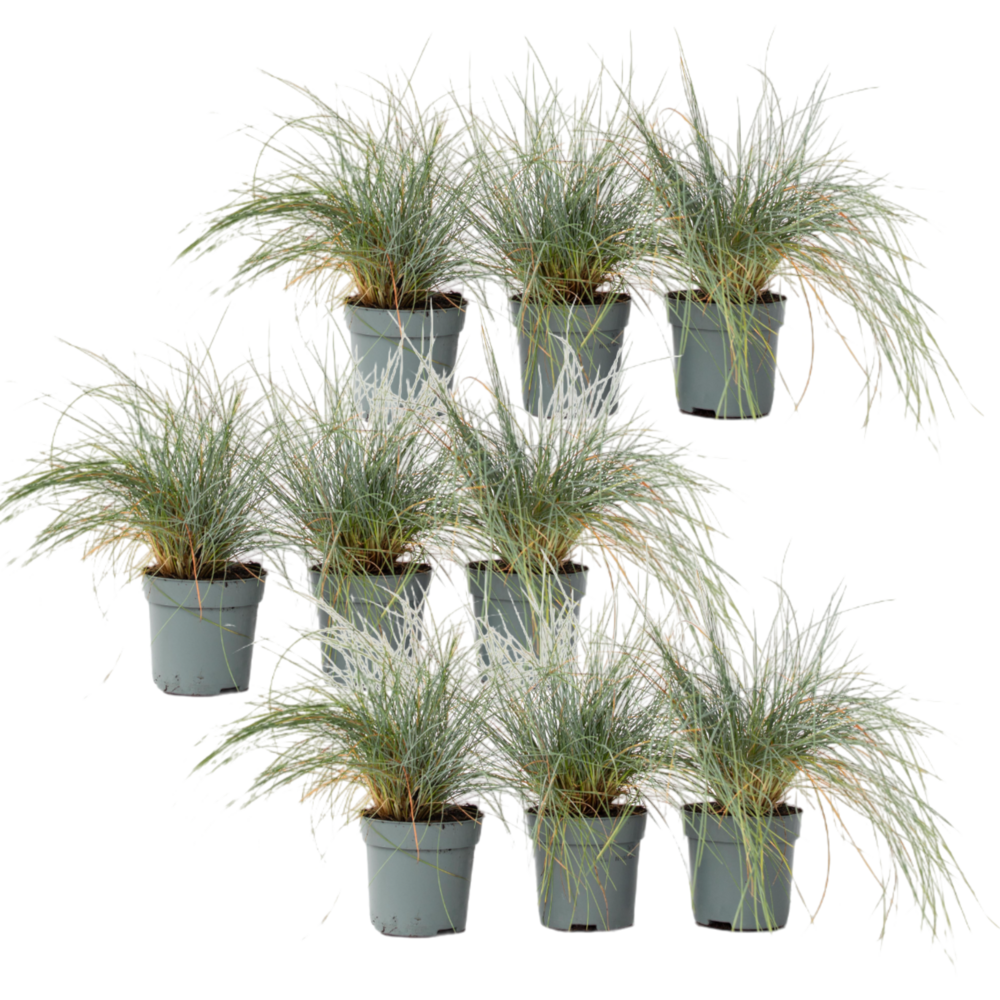 Fétuque - set de 9 - festuca glauca 'elijah blue' - hauteur 10-15cm - ⌀9cm
