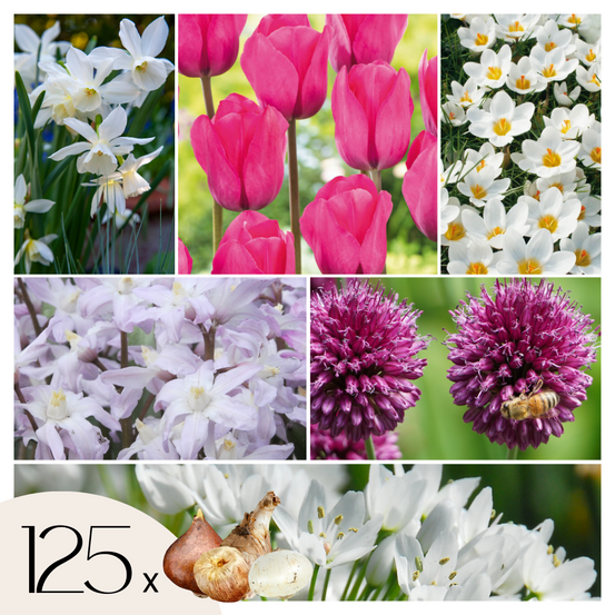 Mélange de bulbes pour le jardin - set de 125 - allium narcissus muscari, tulipa