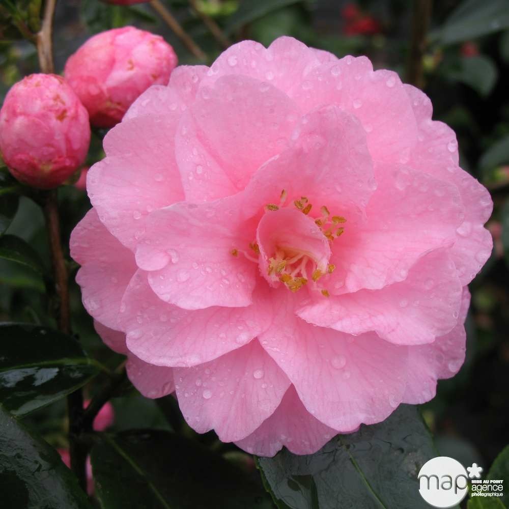 Camellia 'spring festival' : 35 litres (rose clair)