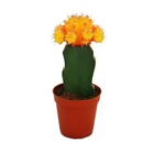 Gymnocalycium mihanovichii - cactus fraise - orange - pot de 5,5 cm