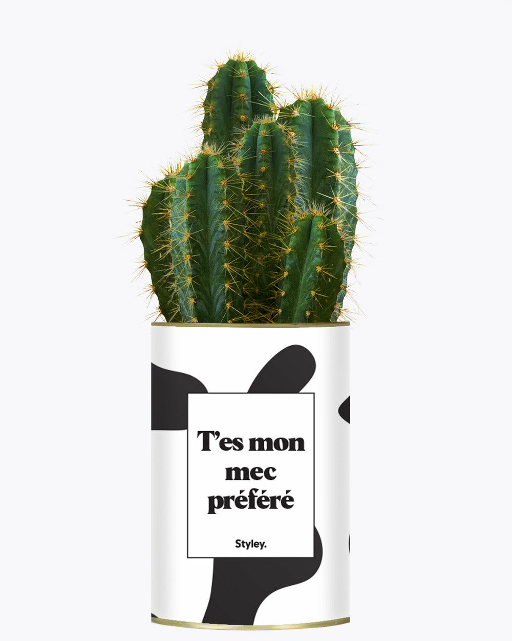 Plante facile à entretenir - t'es mon mec préféré - cactus