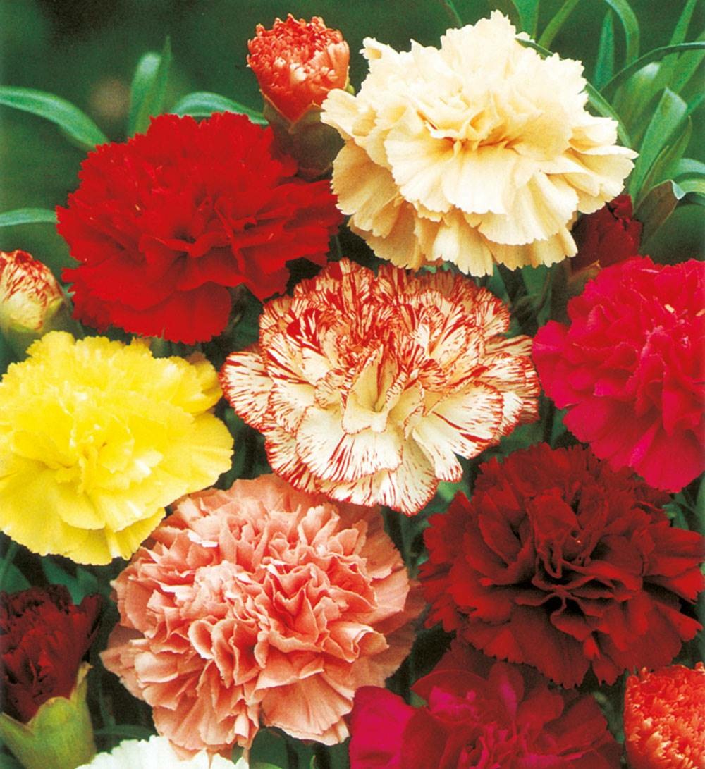 Oeillet des fleuristes double triomphe - 0.5 g