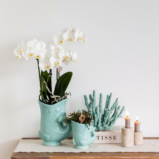 Orchidée amabilis blanche et crassula hobbit avec pots turquoise