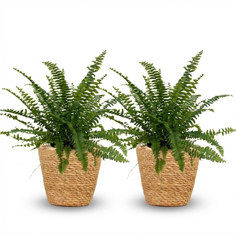 Nephrolepsis exaltata green lady - pet-friendly - pot de 12cm - hauteur 25-30cm