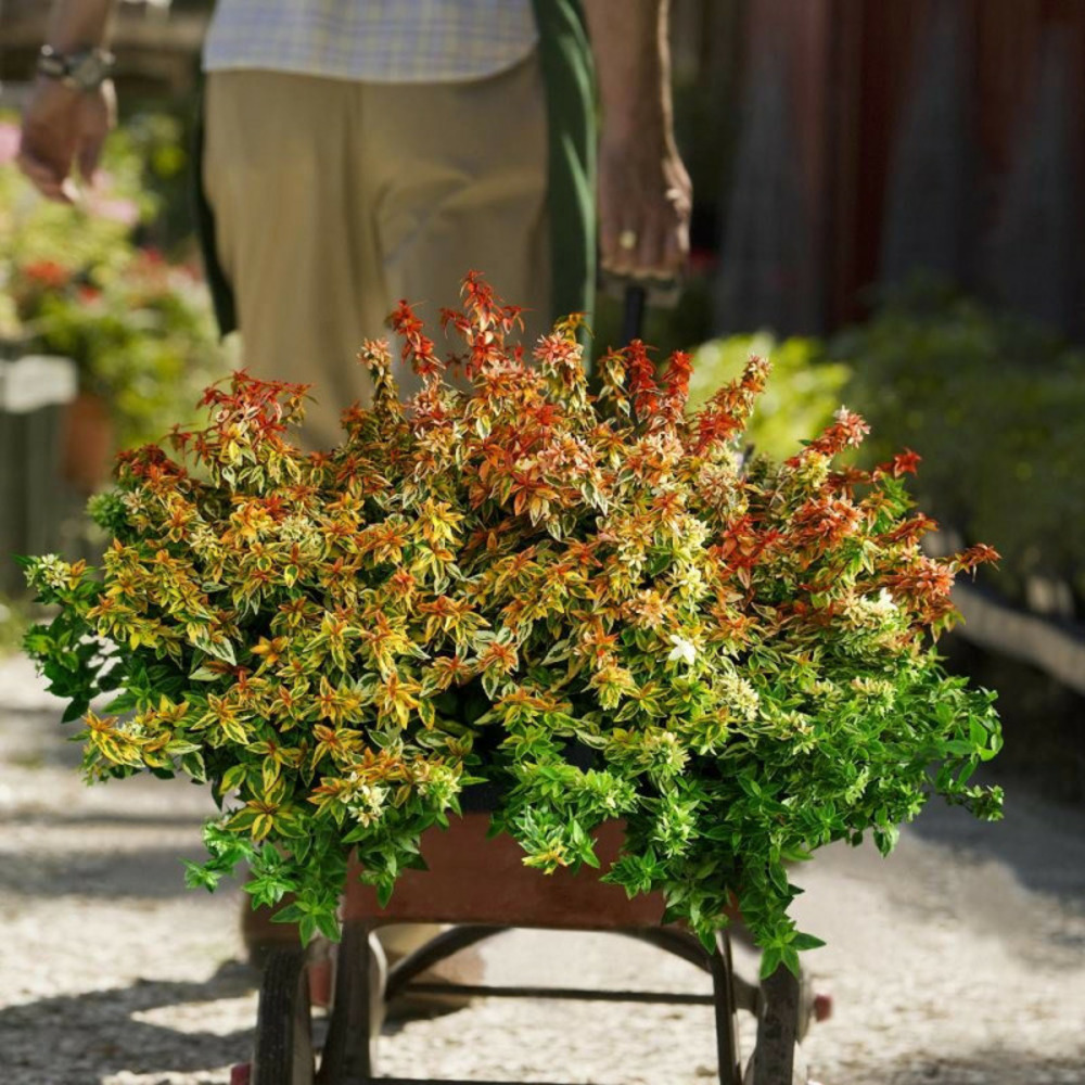 Abelia kaleidoscope®, abélia à grandes fleurs pot de 3l - 20/40 cm