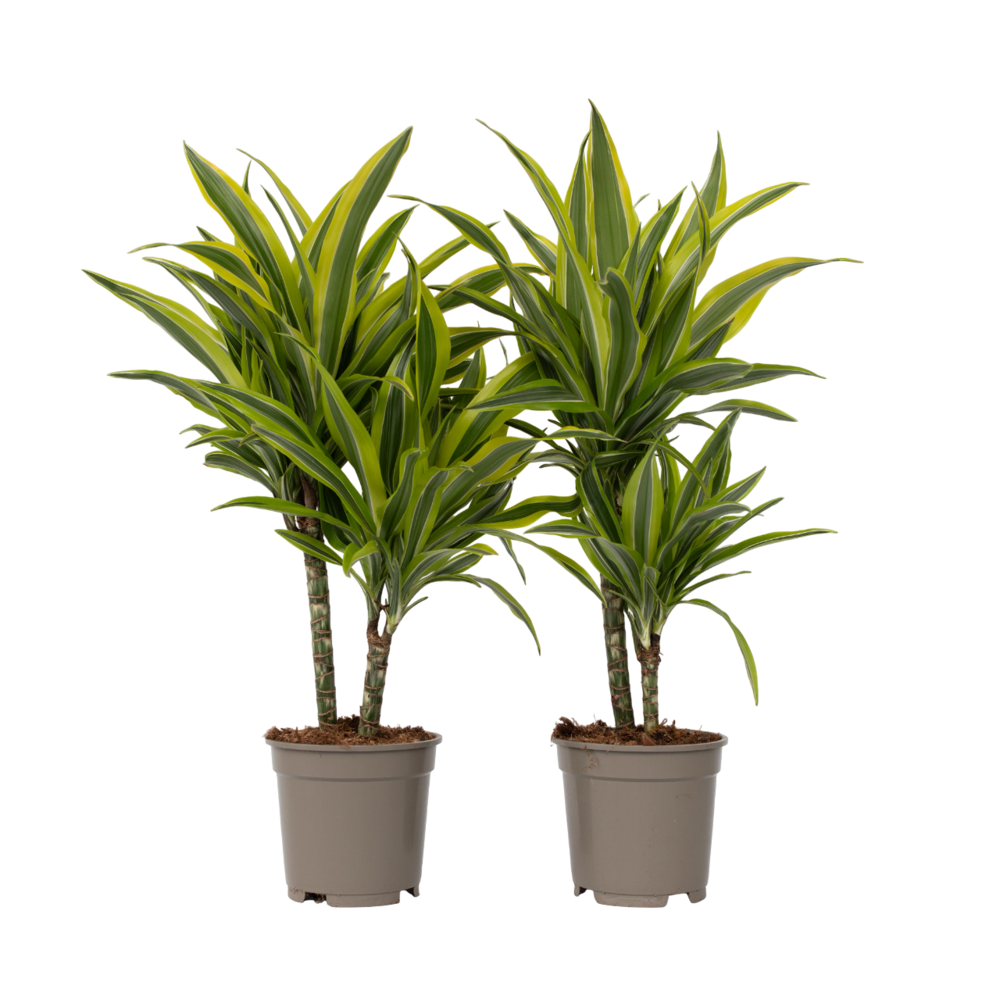 Dragonnier - set de 2 - dracaena deremensis 'lemon lime' - h60-70cm - ⌀17cm