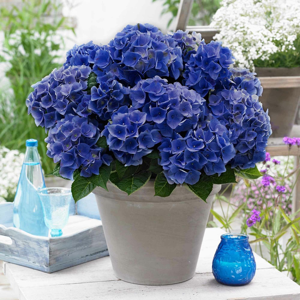 Hortensia blue boogie woogie® - le pot / 2l / hauteur livrée 15-20cm