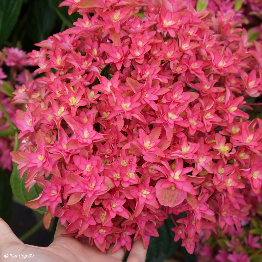 Hortensia 'princess diana' pot de 1,5l/2l