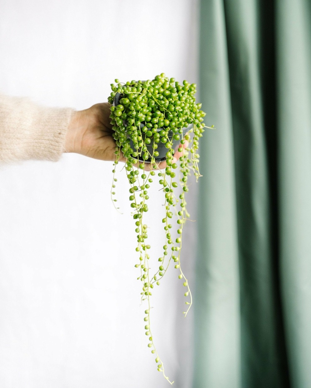 Senecio rowleyanus 15cm - plante d'intérieur