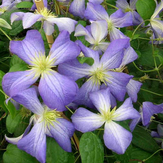 Clématite jackmanii jenny pot de 1,5l - tuteur bambou 30/60 cm