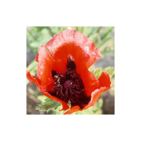 Pavot orientale beauty of livermere lot de 9 godets