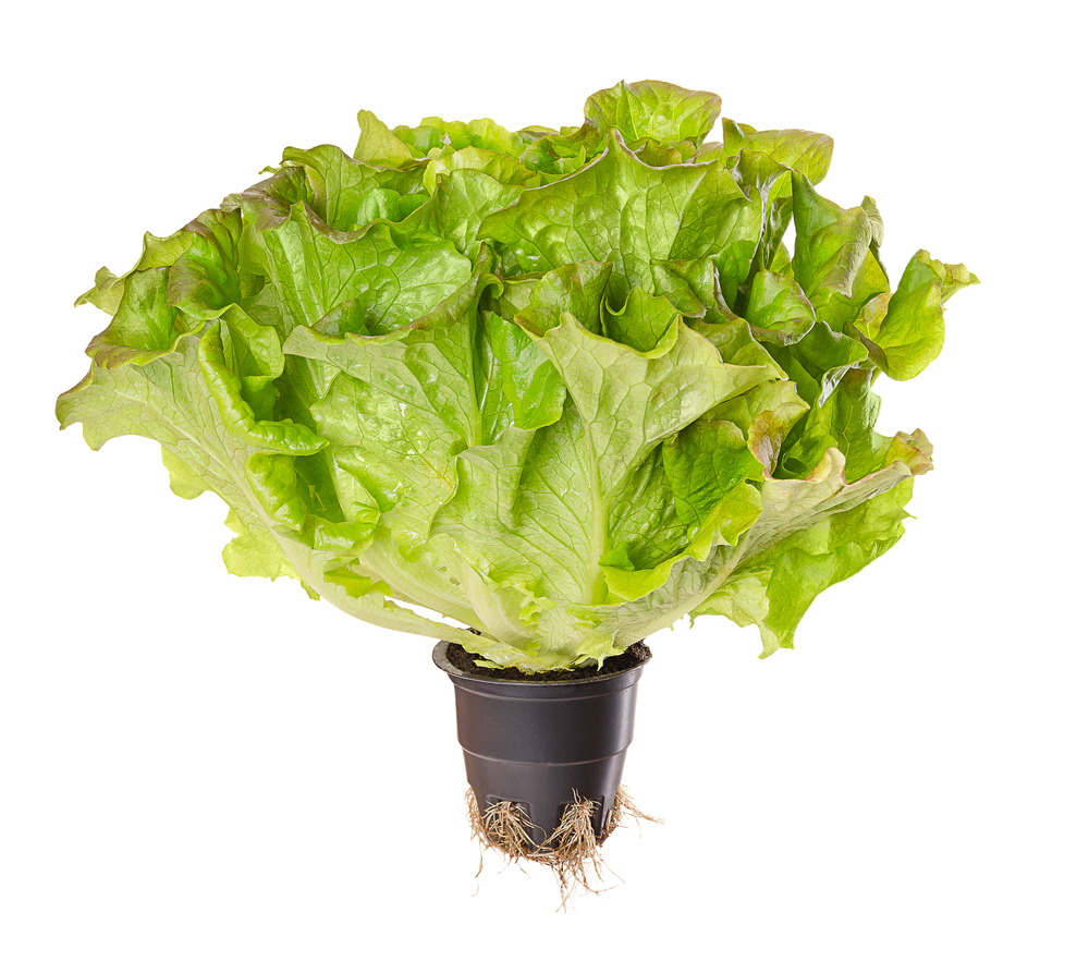 Sachet de graines de laitue batavia blonde à bord rouge - sachet de 4 grammes - petite entreprise française - made in france