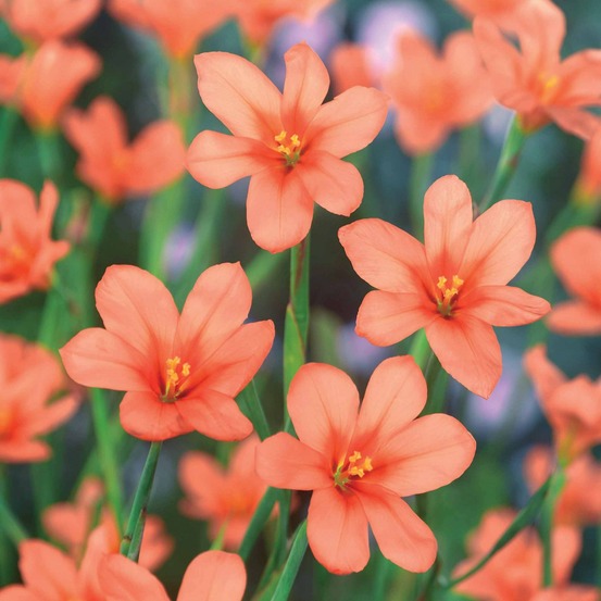 10 homérias saumon - le sachet de 10 bulbes / circonférence 5cm+