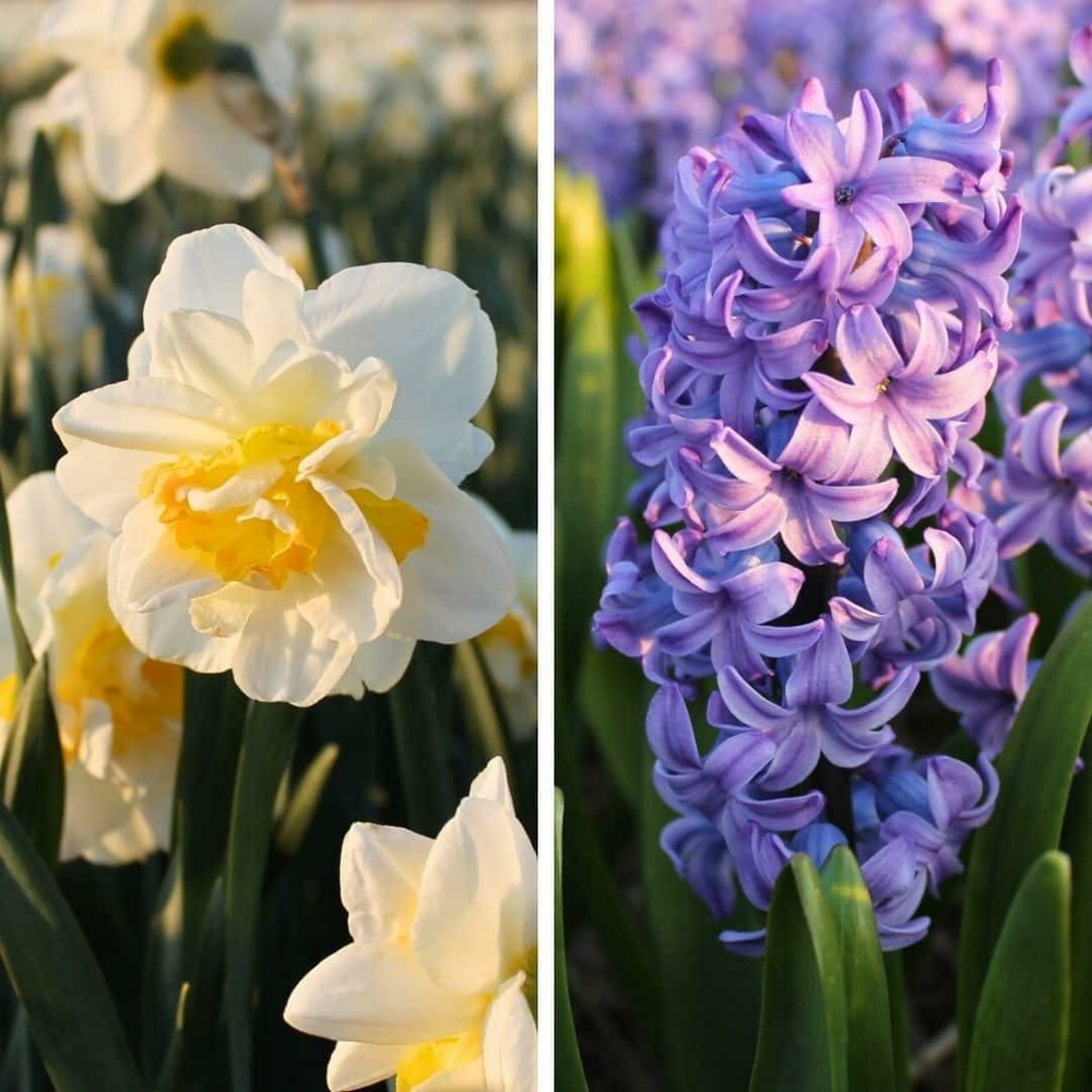 Hyacinthe delft blue & narcisse salou - 20 bulbes