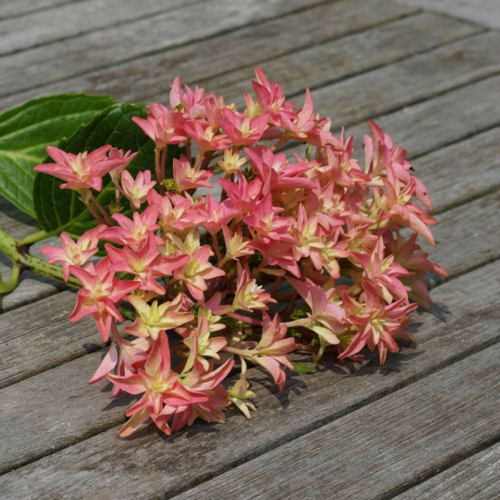 Hortensia you&me® princess diana 'h213', hydrangea macrophylla pot de 1,5l - 20/40 cm