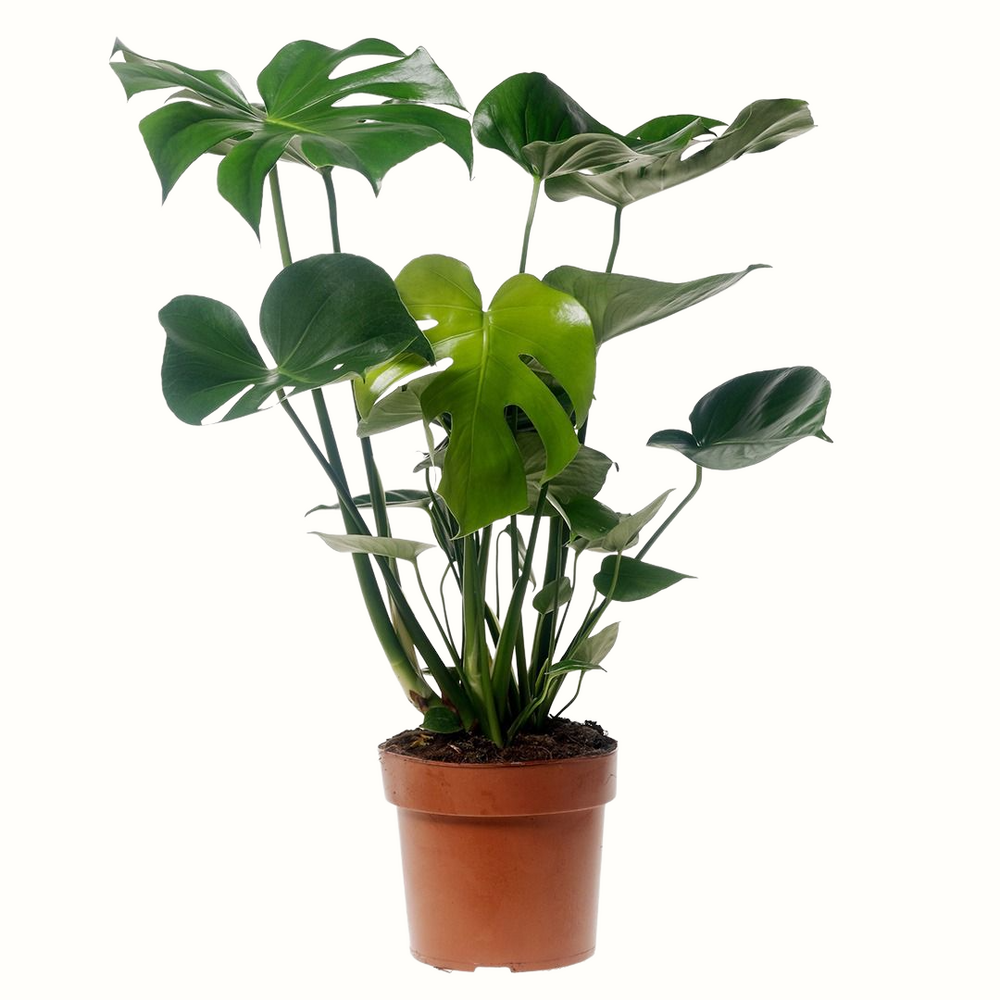 Monstera deliciosa - 60cm