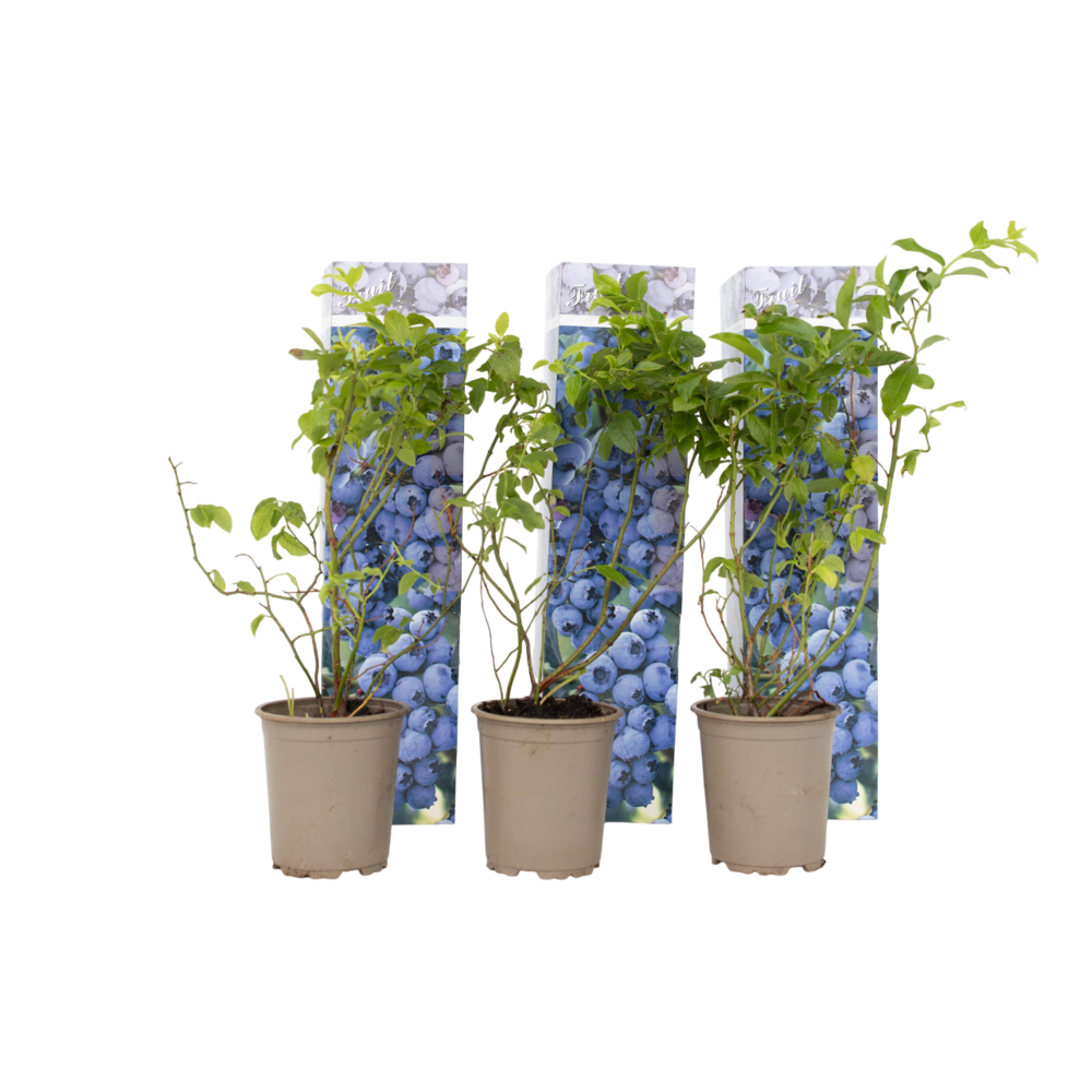 Myrtille - set de 6 - vaccinium corymbosum 'sunshine blue' - h25-40cm - ⌀9cm