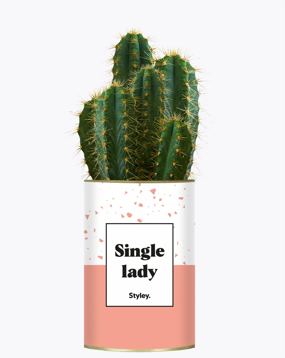 Plante personnalisée - single lady - cactus
