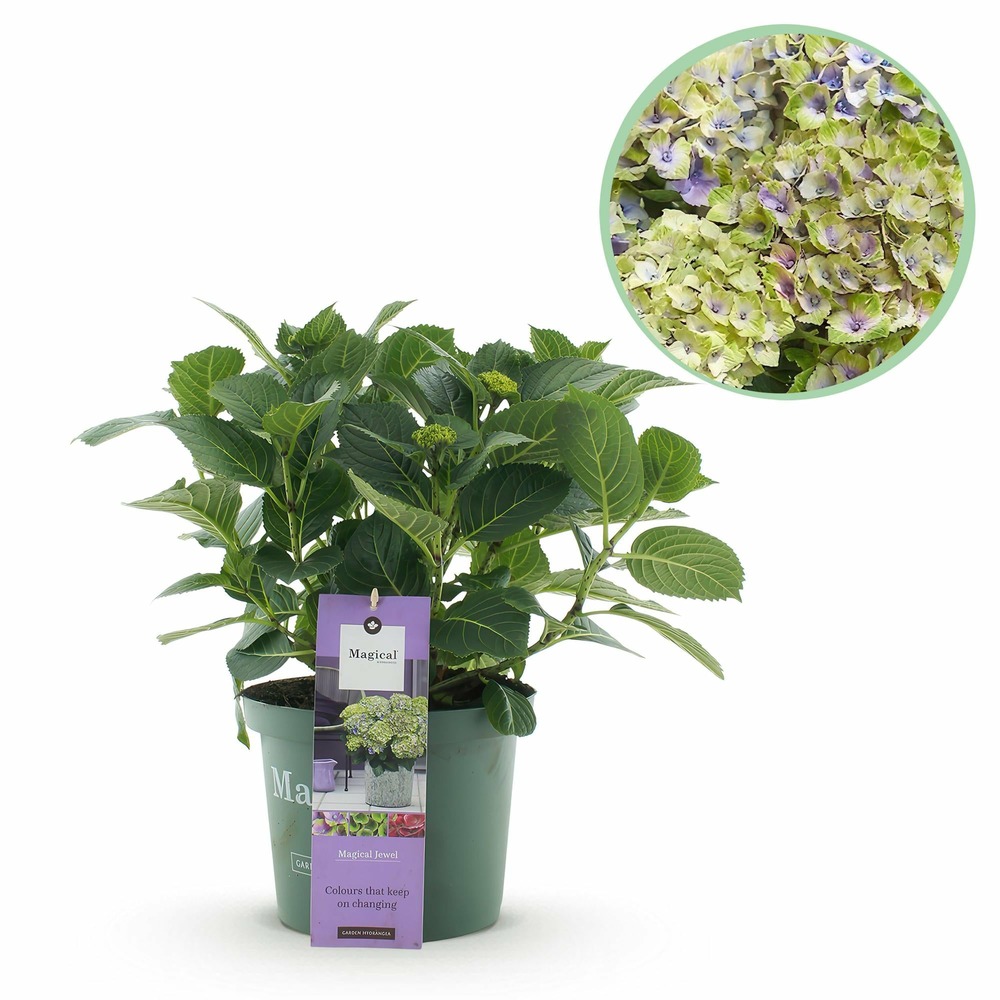 Hortensia magical jewel blue – pot 23 cm – hauteur 55 cm