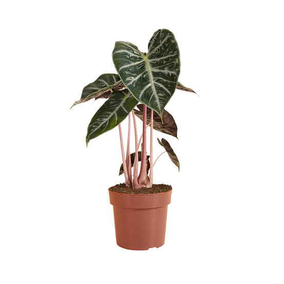 Alocasia pink dragon - oreille d'éléphant - h. 50-70 cm - p. Ø 17 cm