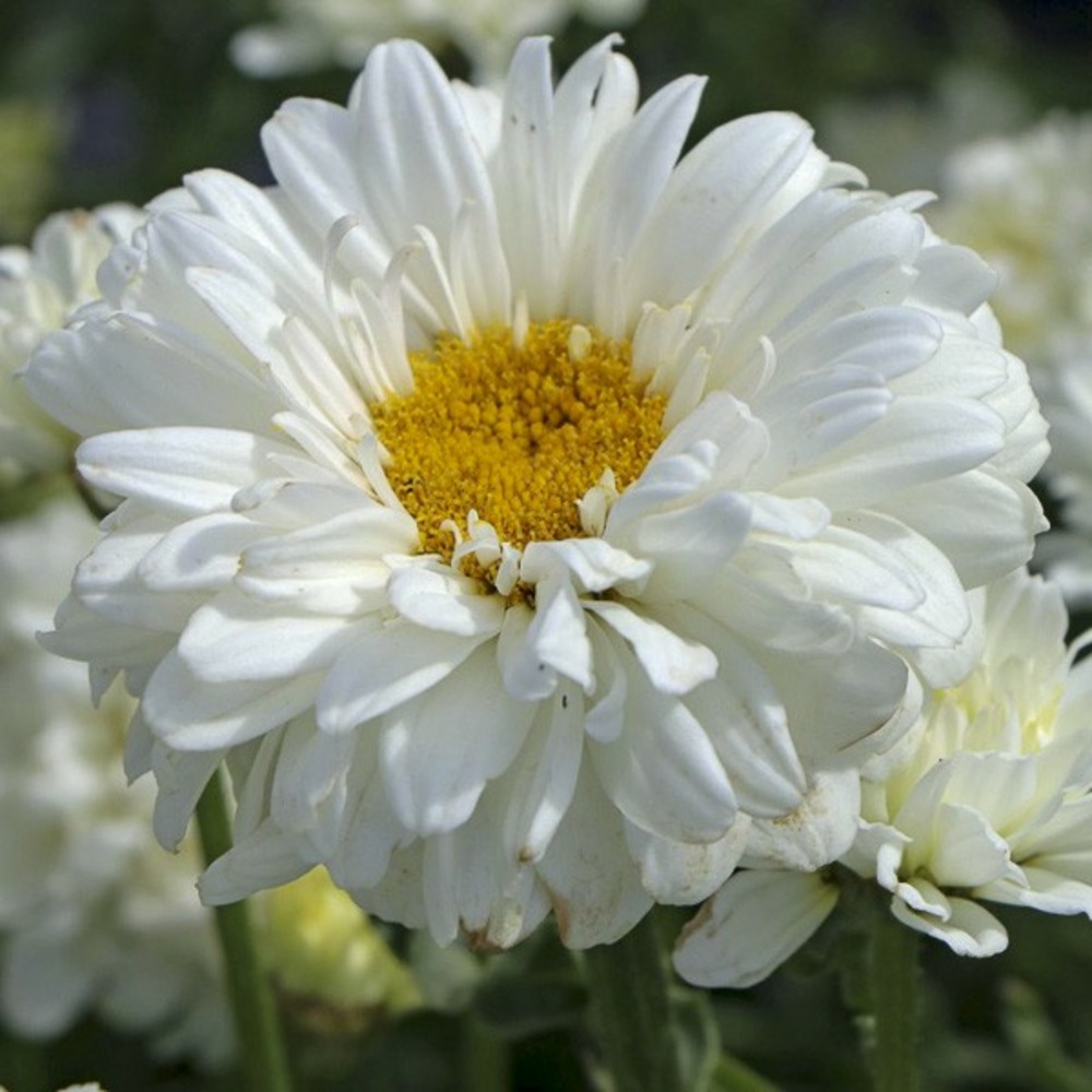 Marguerite 'victorian secret' godet de 8/9 cm