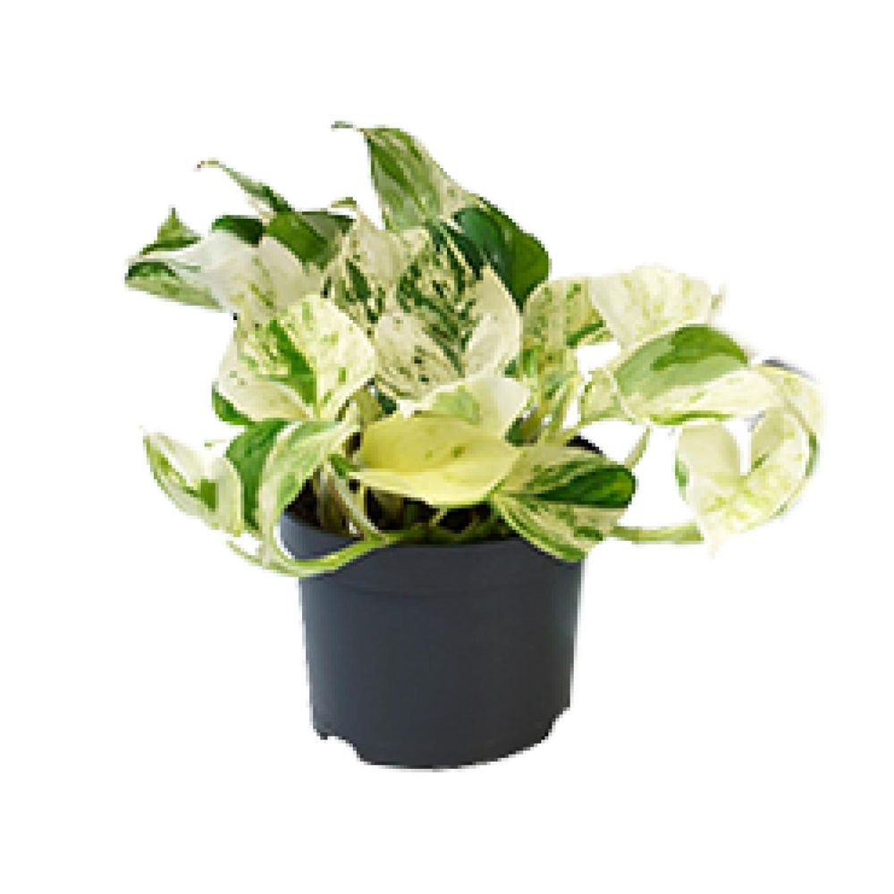 Promo - epipremnum happy leaf - scindapsus - ø12cm - ↕15cm - plantes d'intérieur