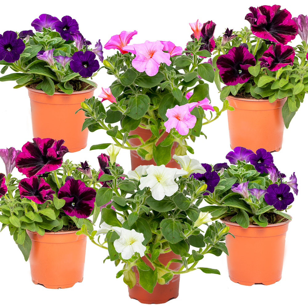 Lot de 6 - pétunia à grandes fleurs - mélange de couleurs - 15-20 cm de haut - pot 10,5 cm