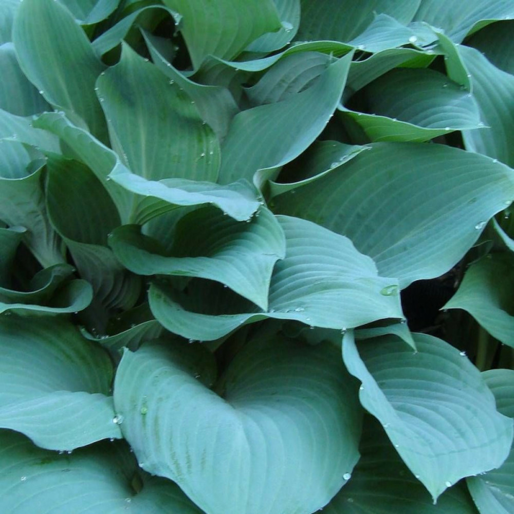 Hosta big daddy lot de 3 godets