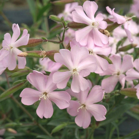 Saponaire couvre-sol max frei godet - 5/20 cm