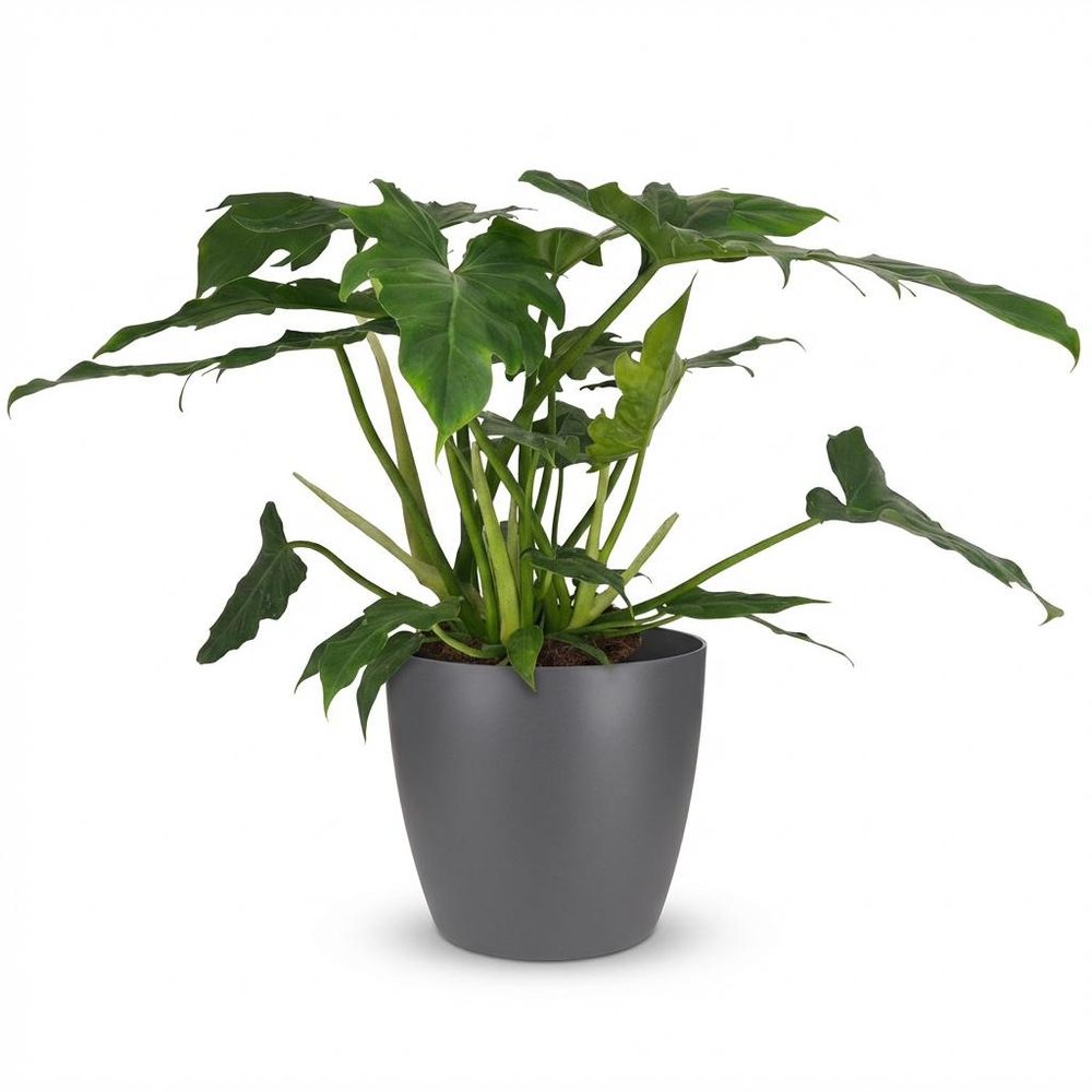 Philodendron lacerum - pot de 19cm - hauteur 65cm - plantes d'intérieur