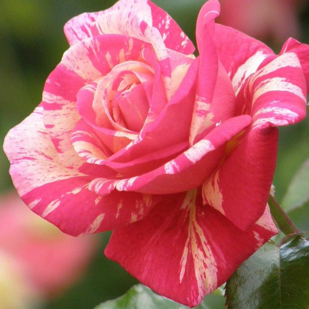 Rosier arbustif claude monet® 'jacdesa' pot de 10 l - 1/2 tige