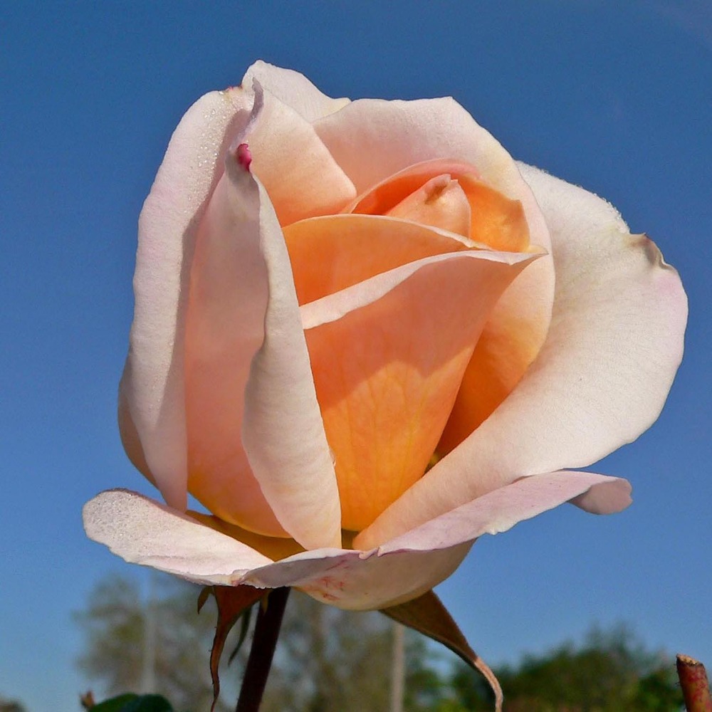 Rosier moderne 'michele meilland ' racines nues en motte