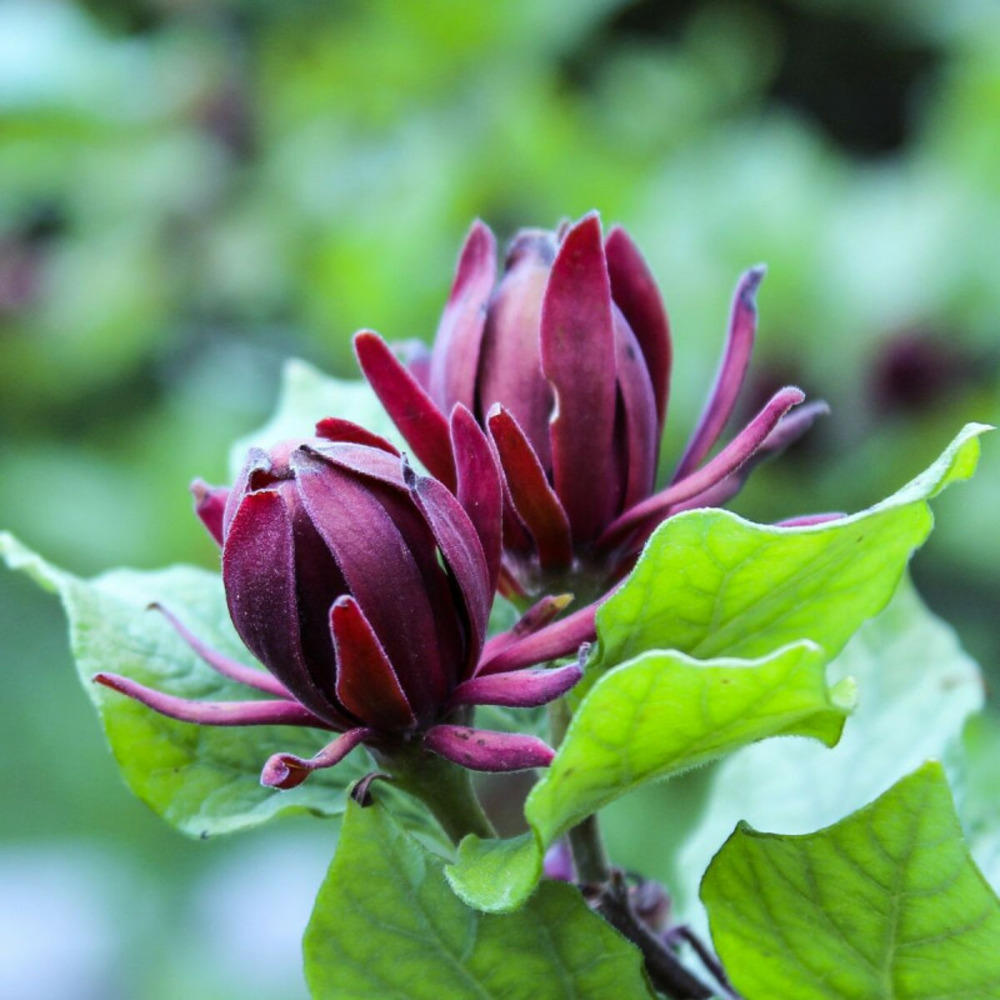 Arbre aux anémones, calycanthus pot de 3l - 40/60 cm