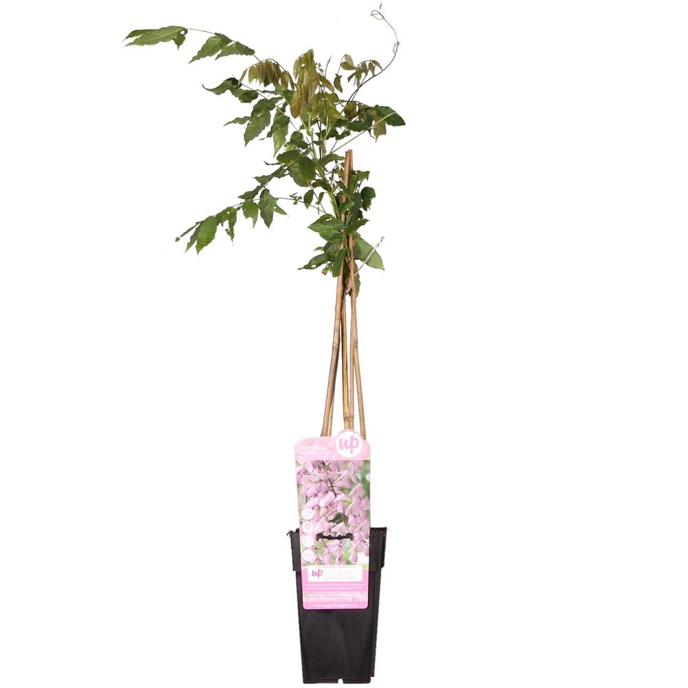 Wisteria floribunda 'rosea' - pluie rose - h65 cm - ø15 cm - plante d'extérieur
