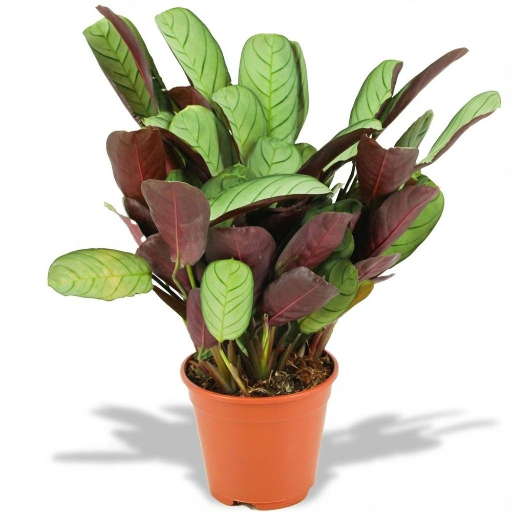 Ctenanthe amagris - pot de 14cm - hauteur: 25-40 cm - plantes d'intérieur
