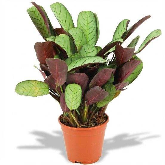 Ctenanthe amagris - pot de 14cm - hauteur: 25-40 cm - plantes d'intérieur
