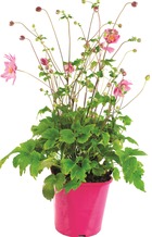 Plant de anemone japonica  pot 2 l
