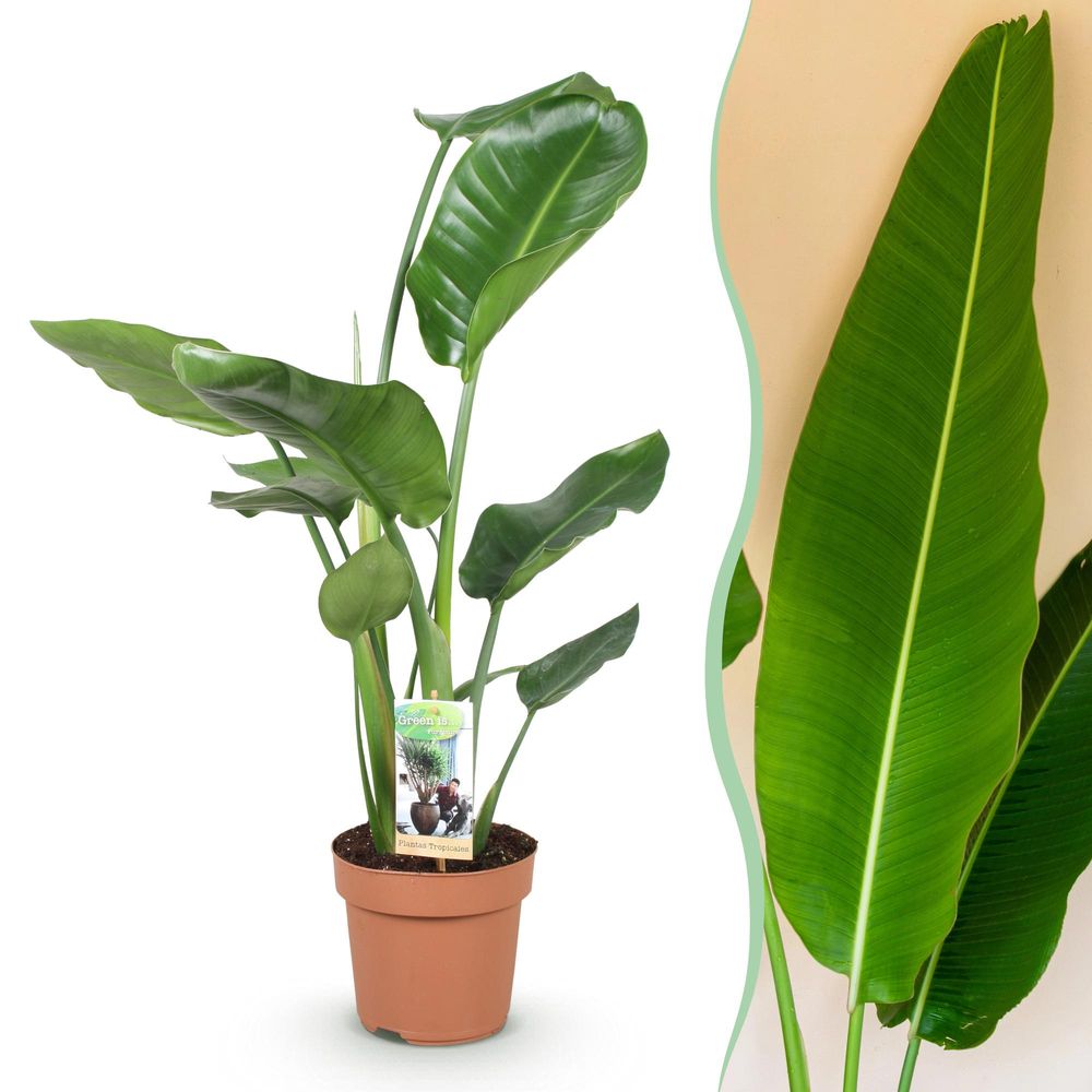 Strelitzia nicolai - plantes d'intérieur