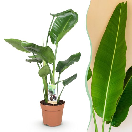 Strelitzia nicolai - plantes d'intérieur