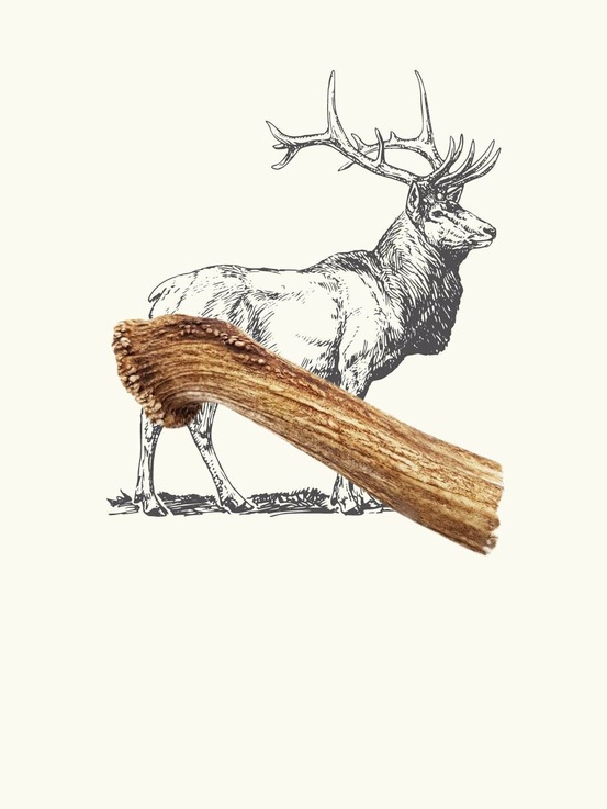 Bois de cerf chien