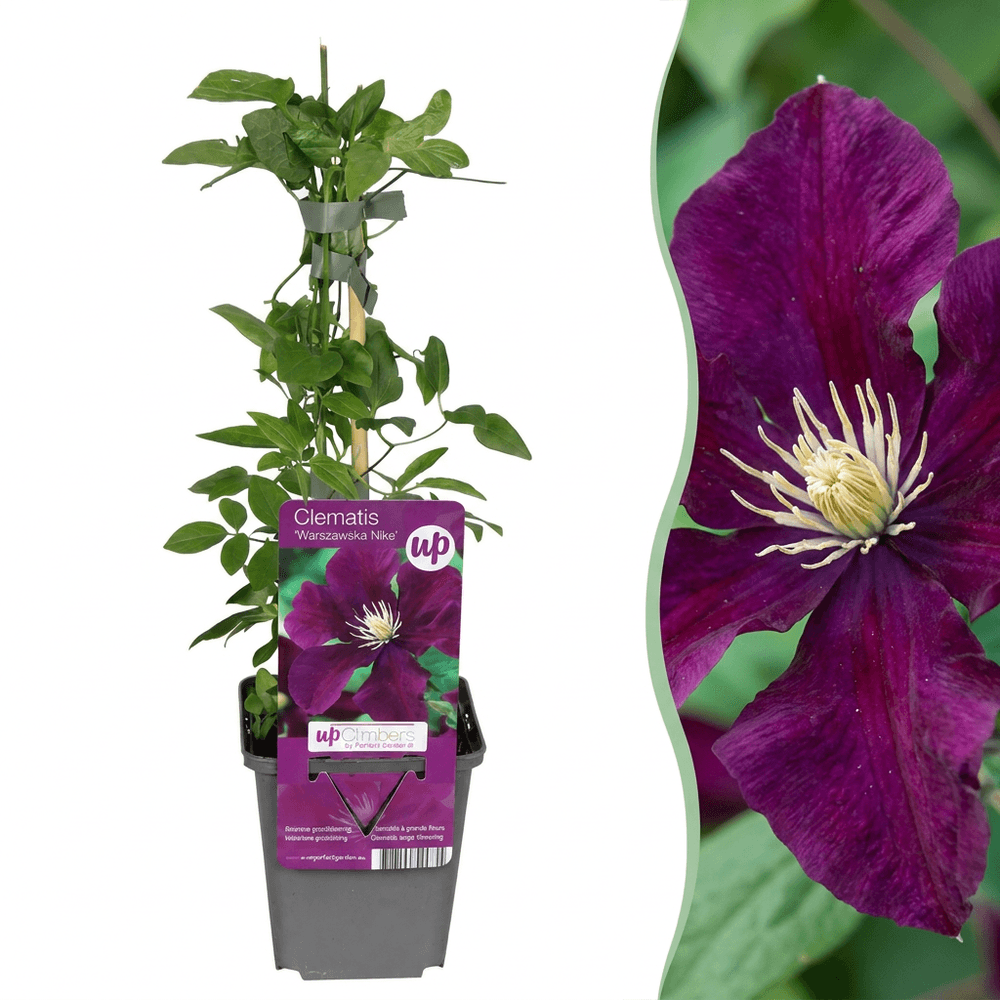 Clématite 'warszawska nike' - rouge - grimpante - ø9cm - ↕35cm - plante d’extérieur